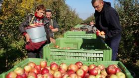 Индия заинтересовалась российскими яблоками